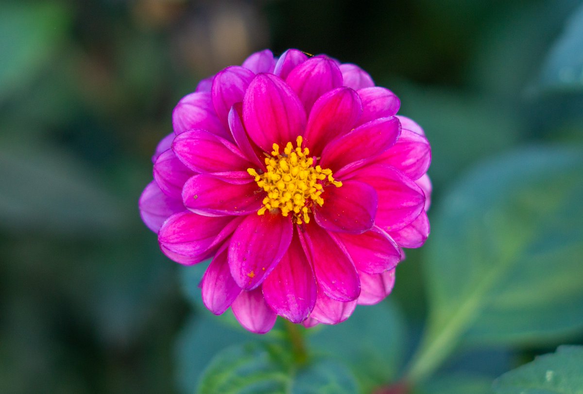 A nice flower 🌺from today 🌺

#Denmark #NaturePhotography #SonyAlpha #photooftheday #November5th #SaturdayVibes #SaturdayMorning #Saturday #Flowers 

📸Dorte Hedengran