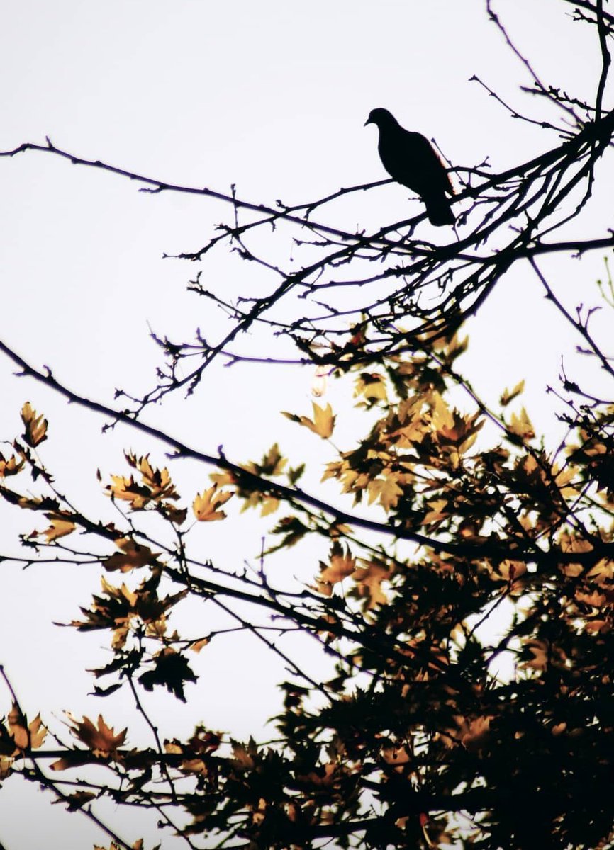 Bir dünya masalıydı, gelip de geçti
Ömrümün içinden, delip de geçti
Türlü türlü kederi, verip de geçti
Doya doya yaşayıp, gülen var mıdır?
🥀...