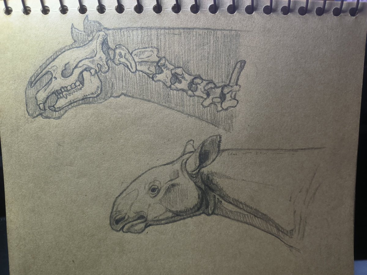 Paraceratherium grangeri