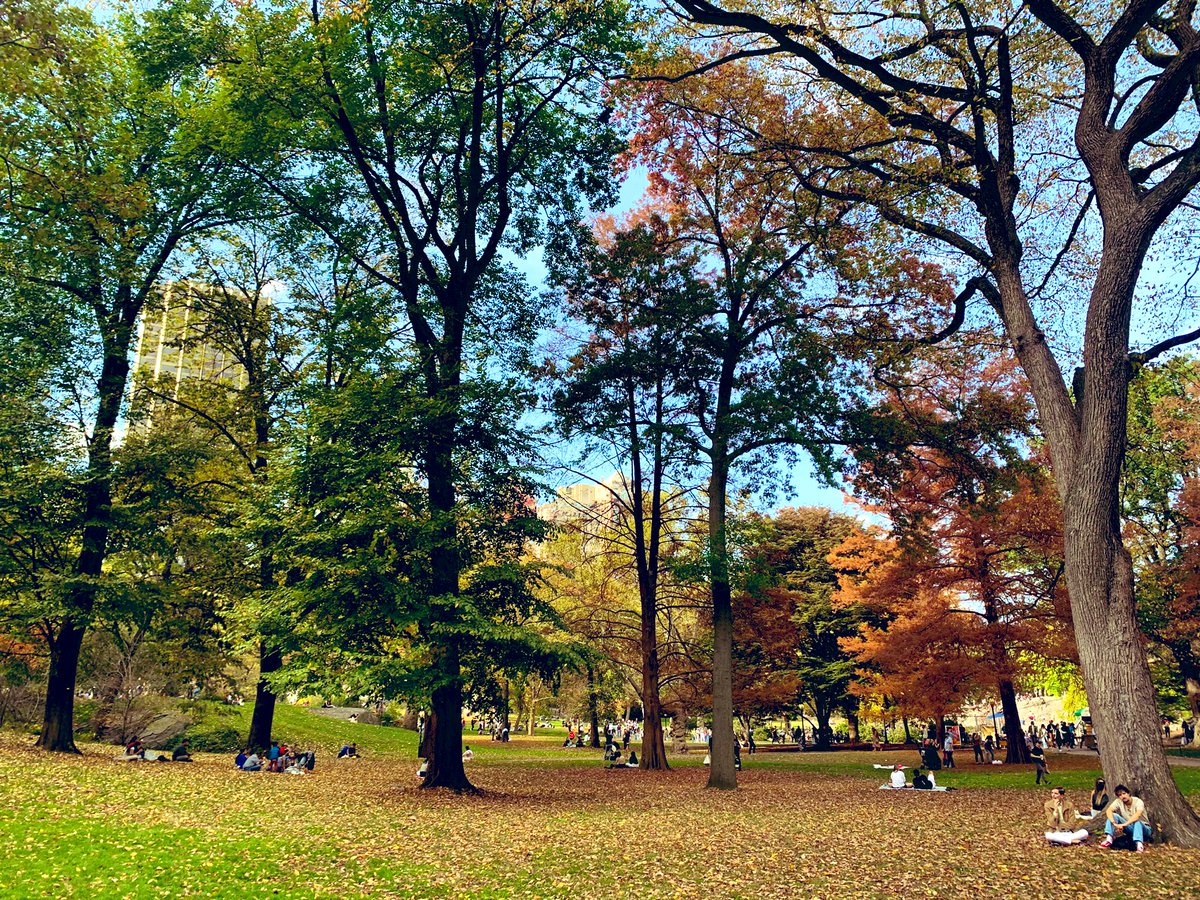 Central Park during fall is a dream ❤️
