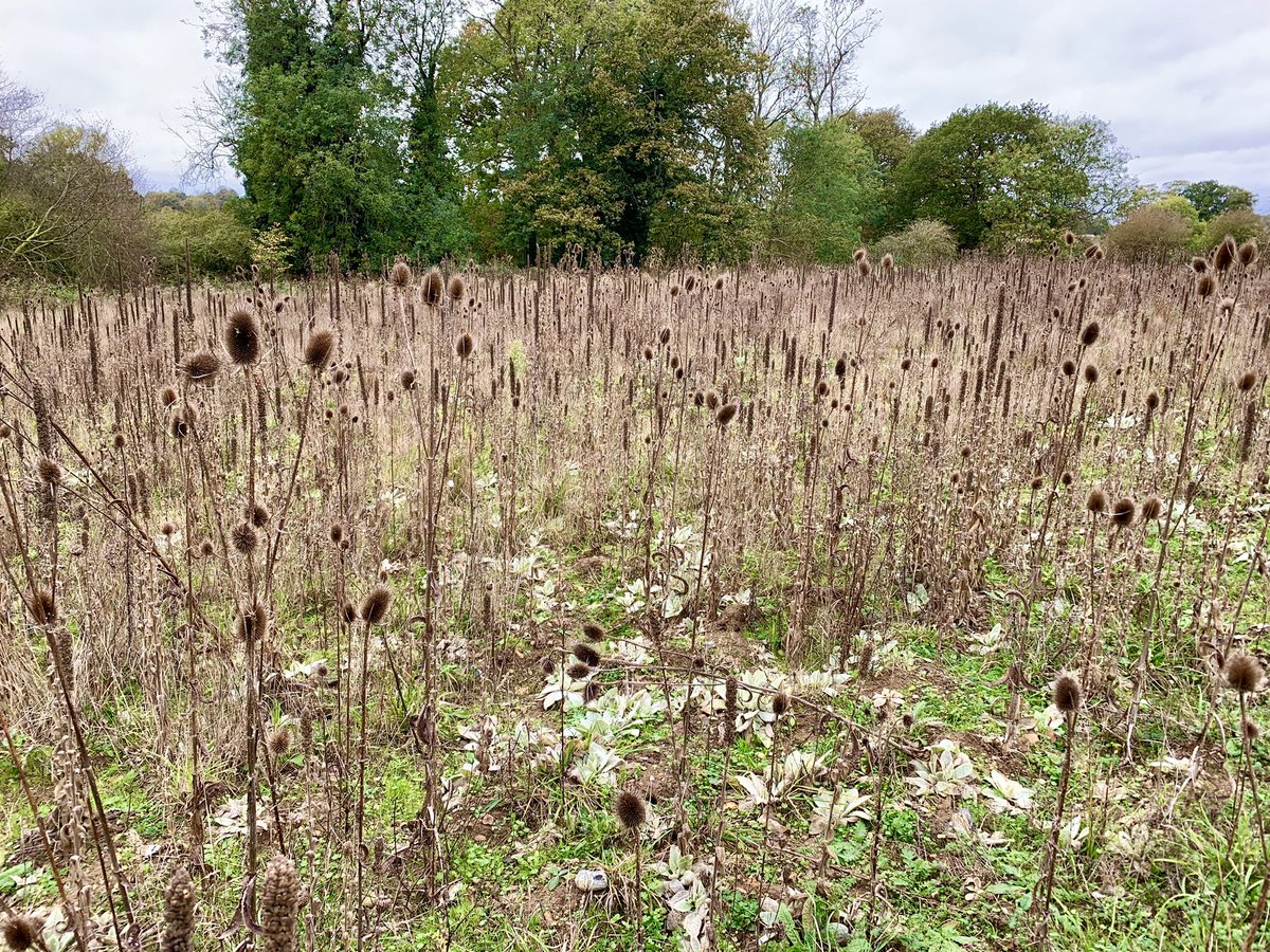 Chatted to a couple keepers this week. Brilliant at what they do. In truth game and shooting didn’t even come up. We talked about Barn Owls, Soil, Hares, water for waders and climate. Great credit to their profession. Huge gains. Shooting v eco twitter not been great lately.