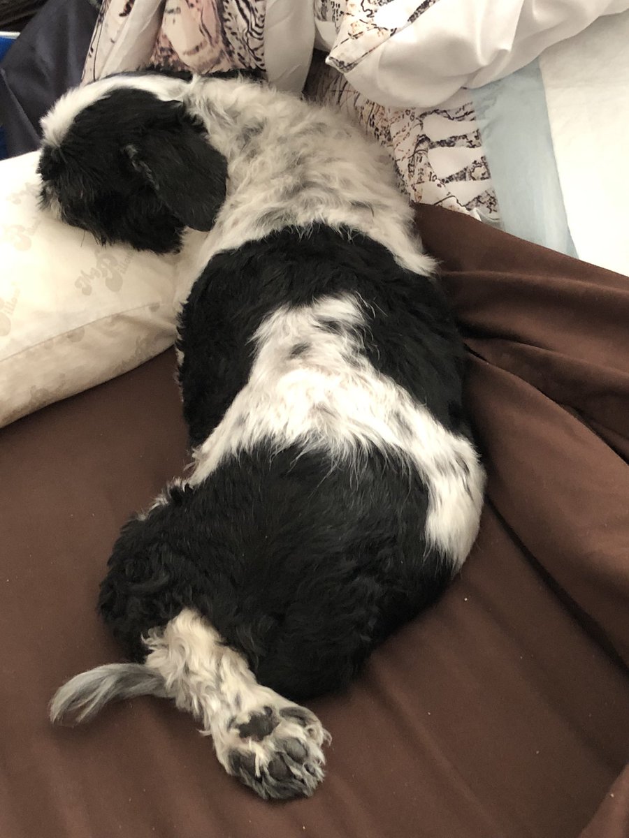 PMaya16's tweet photo. Update for all who love LT Maya #ZSHQ don’t believe everything you are told by corp vets. She’s resting at the moment on her pillow but she’s now 2mos beyond the Lymphoma they terrified us with and a week past the Mast cell Carcinoma when the first one didn’t get $6500 off me https://t.co/VwIbuMMSlM