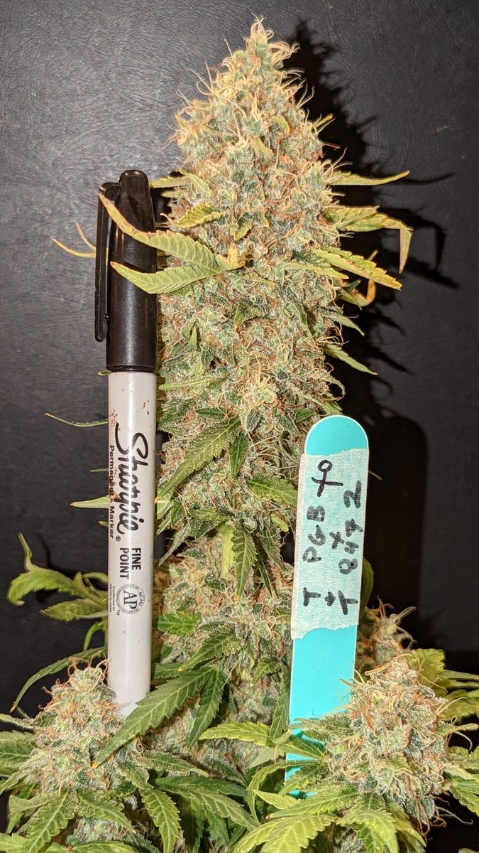TempleGrower's tweet photo. 😍
This #MicroGrow has been most excellent.. first 5 coming down tonight! ~82 days from sprout. #PurpleGodBud in the front, PurpleGodBud x my #Species8472 in the back. Love growing out novel crosses.. especially my own!💪🌱 
#GrowYourOwn #Cannabis #GrowWithUs #TempleGrownGenetics https://t.co/svXXV1Wnxn