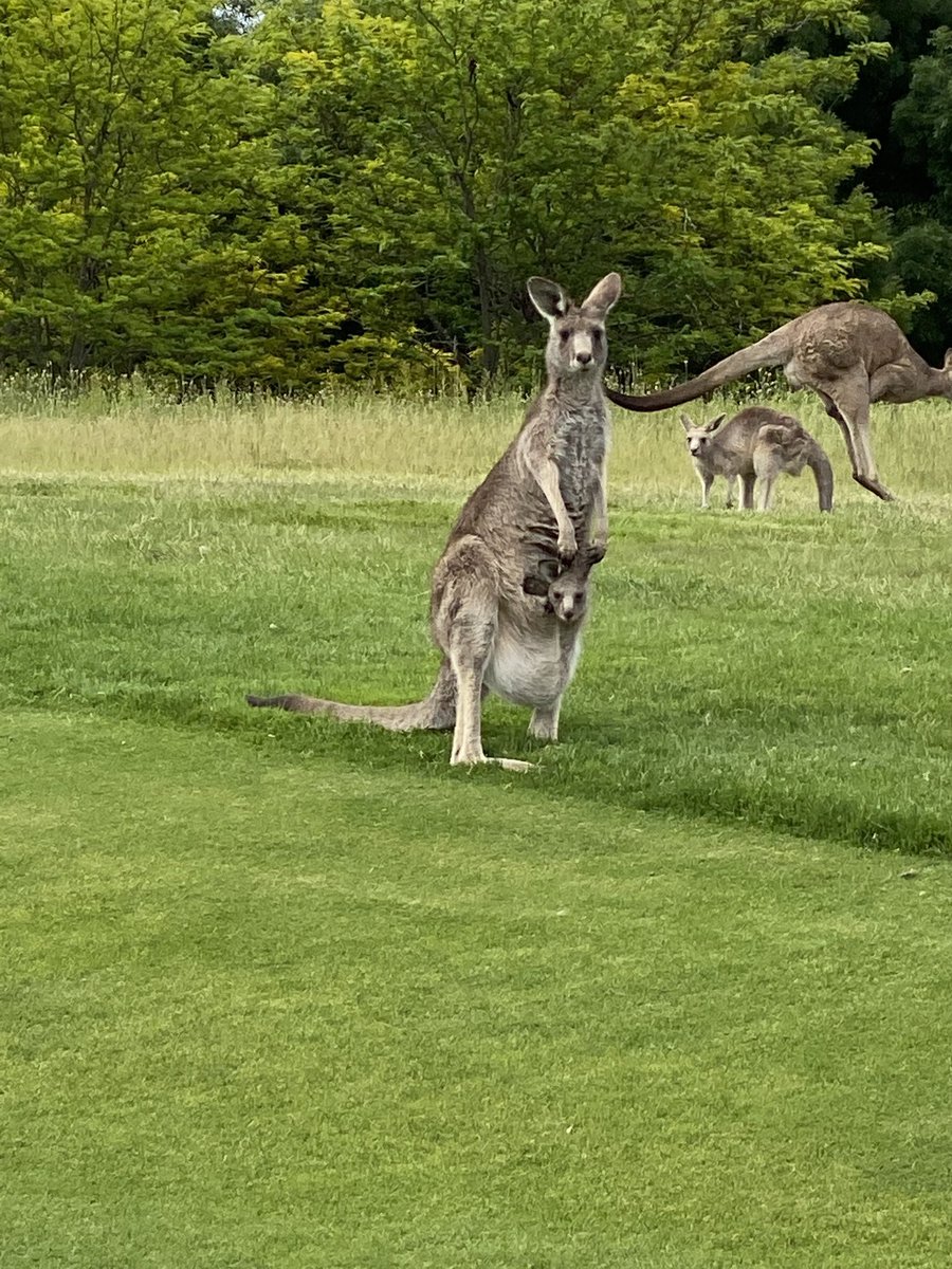 Don’t let anyone try to tell you kangaroos are not interested in golf! ⁦<a href="/RoyalCanberra/">Royal Canberra</a>⁩