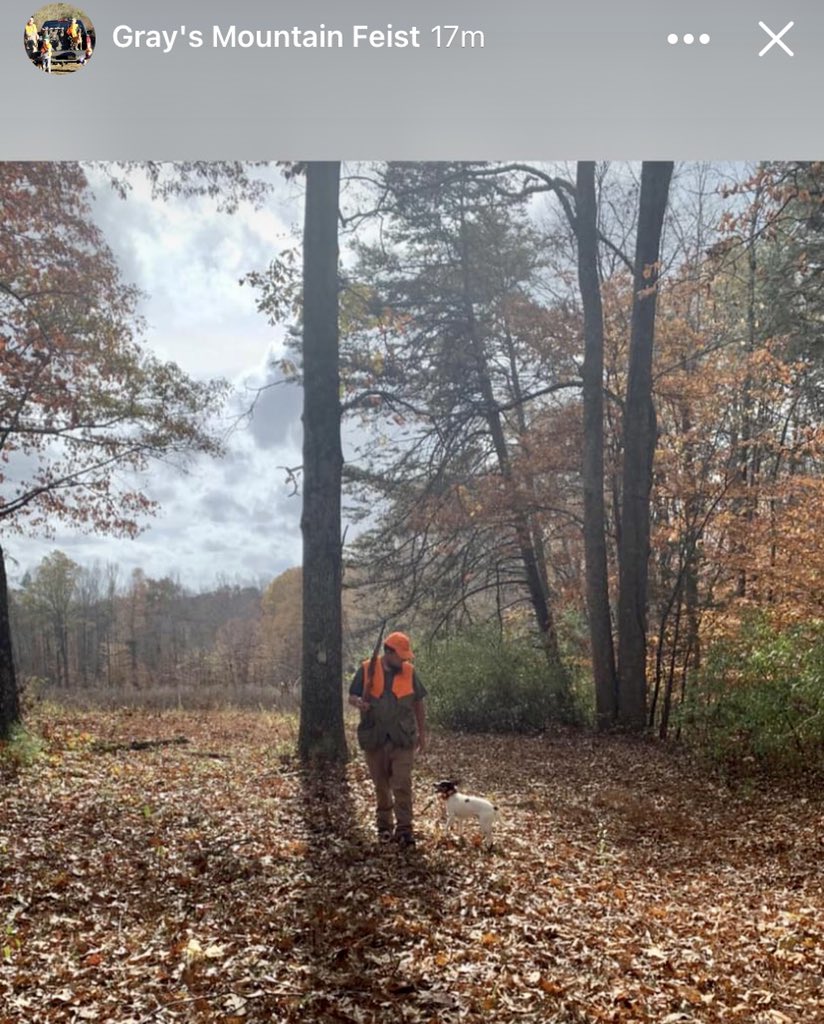 GrayFeist's tweet photo. The #GrayFeist line of #MountainFeist continues! 

https://t.co/HgQmN00Hc0

#feist #squirreldogs #squirrelhunting https://t.co/ImTyIVDWQs