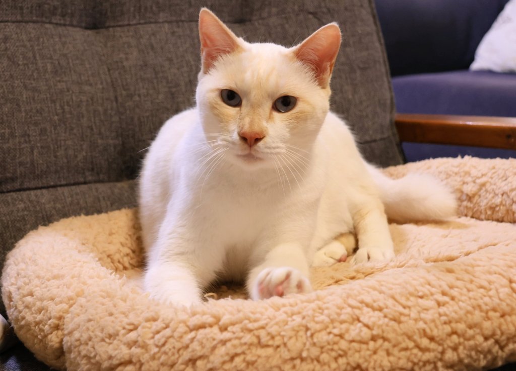 白猫ポインテッド Twitter Search Twitter