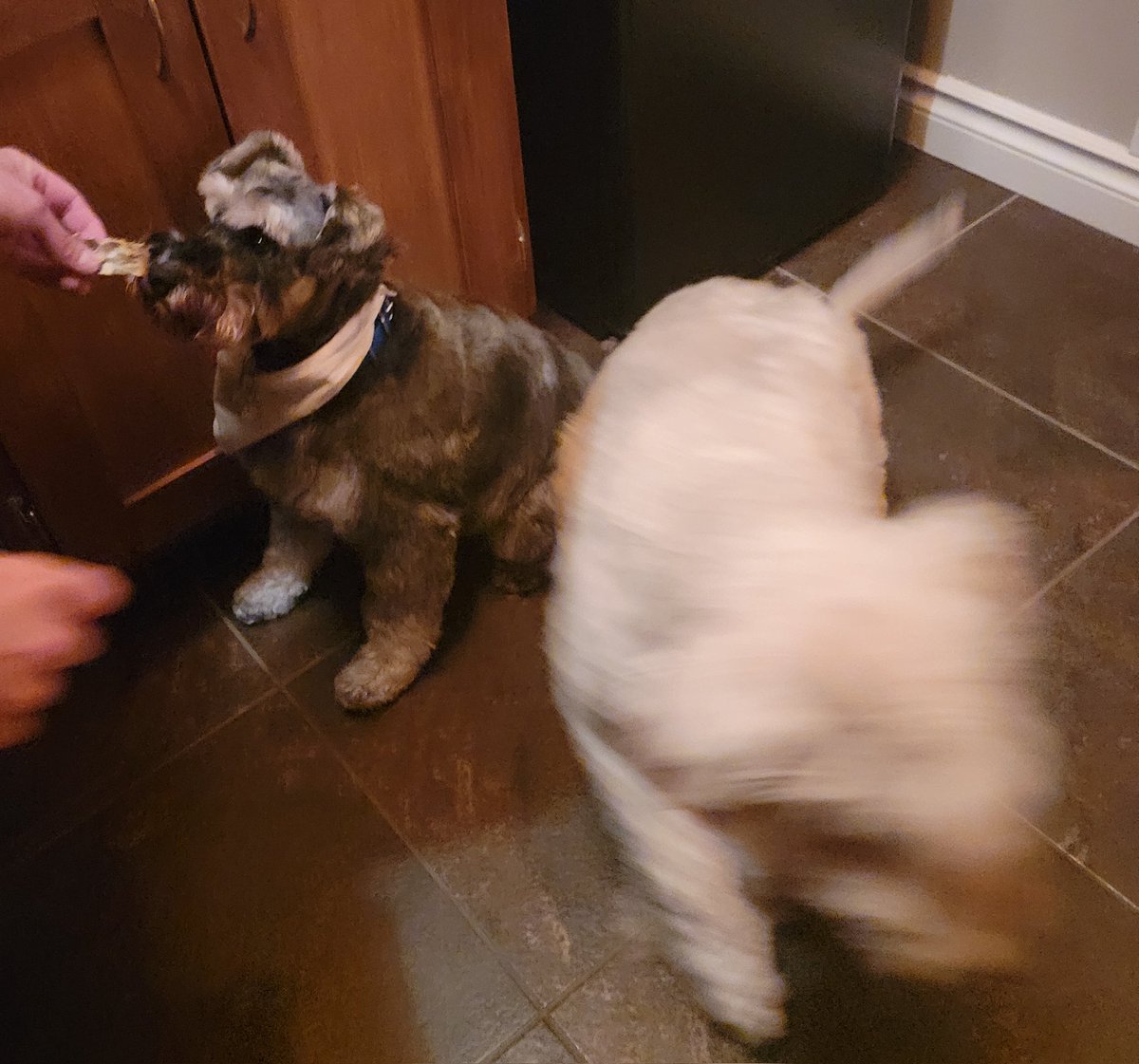 WheatenMaggie's tweet photo. Before treat and after treat! I'm outta there ๐ https://t.co/YYjleQVSmG