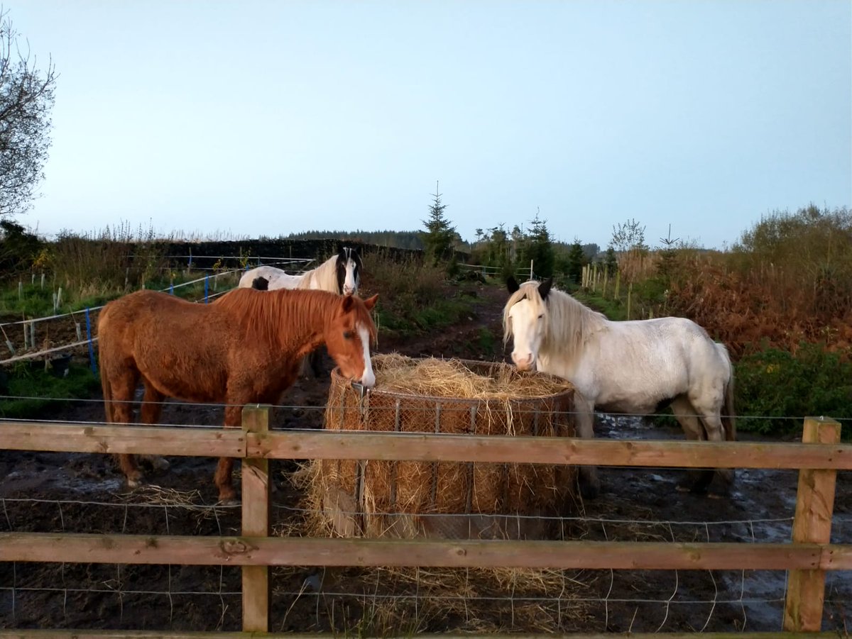 Frugaldom's tweet photo. Thank you to one of our visitors for sharing some photos they took during s trip to Frugaldom this weekend. #friends #ponies #river #hut #bowtop #ponyhour https://t.co/gVm8ur9Apn