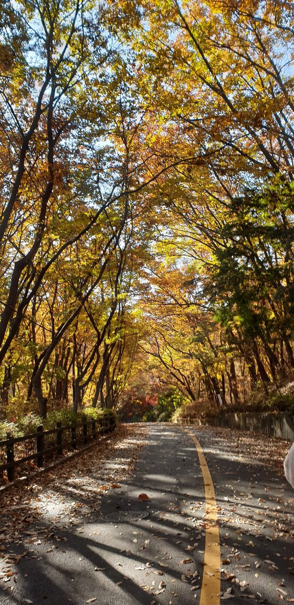 🍂🍁🍃