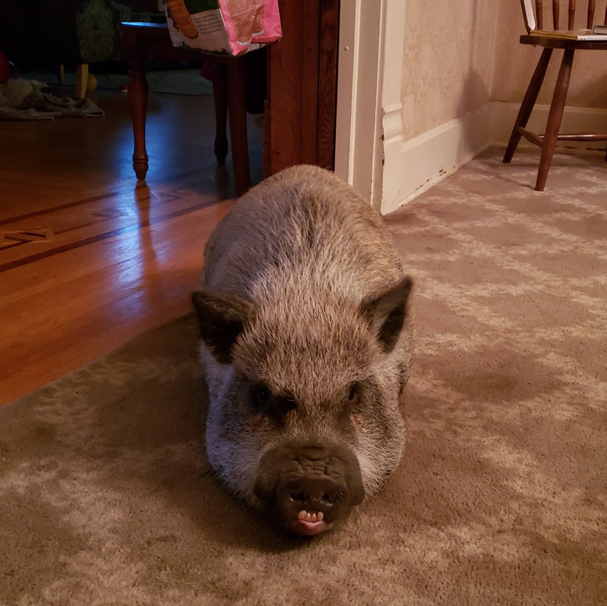 Pig broke. No legs. Send help.