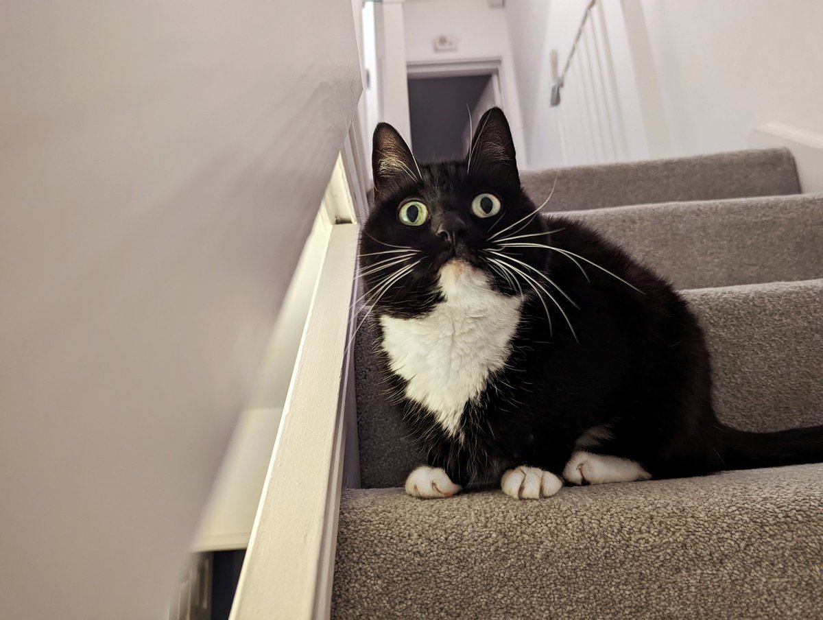 CuriousZelda's tweet photo. We're out of food!?
My human nods
I guess I'll snack on anthropods https://t.co/2yCcjPlWHx