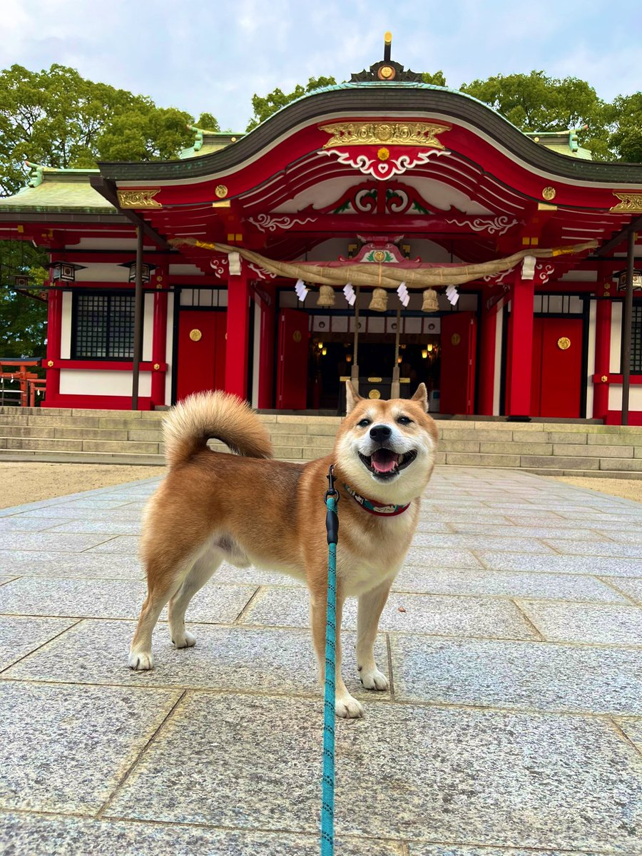 #神社巡り 
#柴犬 #犬 #愛犬 #dogs 

平和がいいな https://t.co/LI3qZobuZP