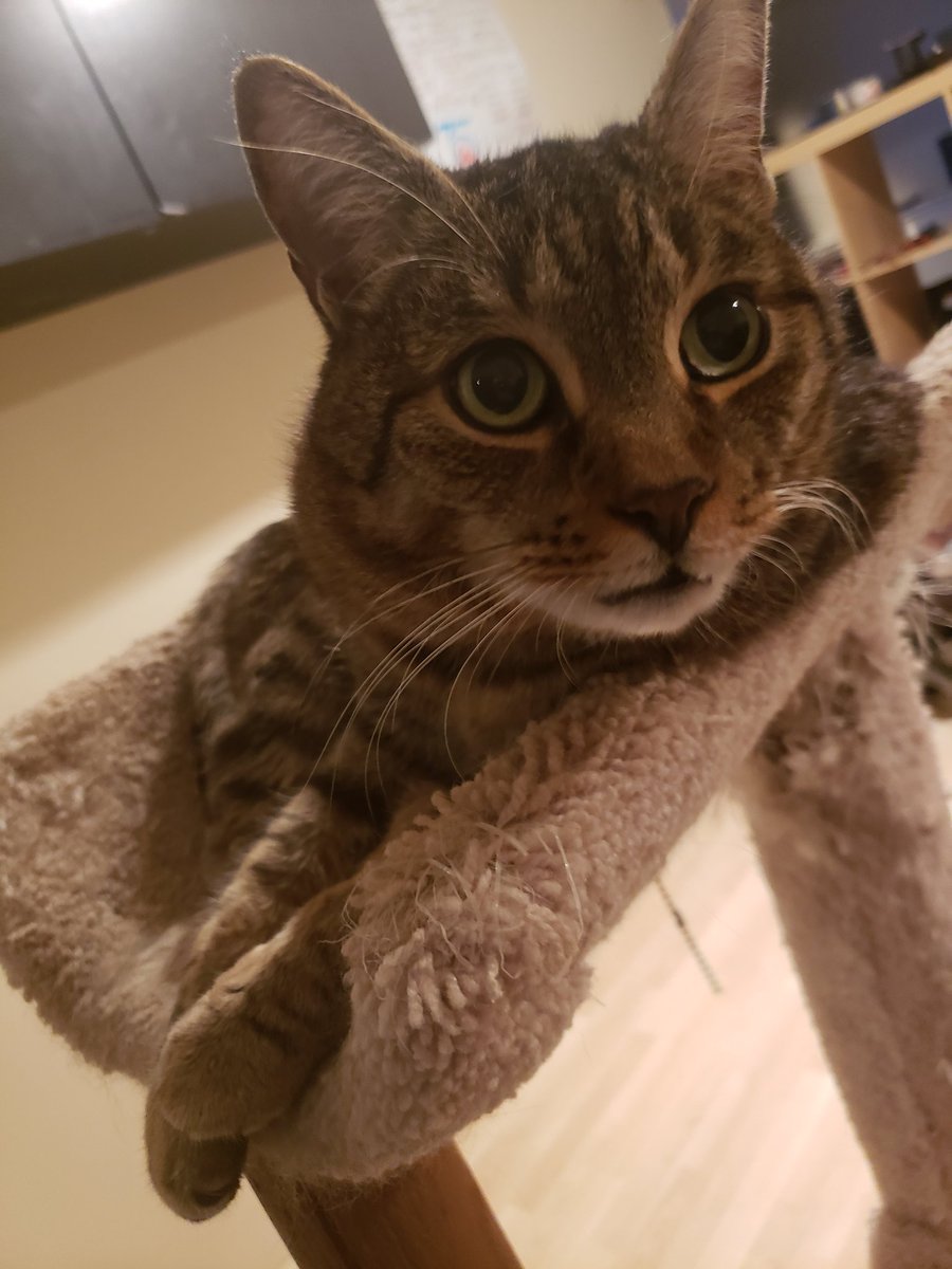 Anne-Gabrielle aka Swarks/Swarley/AG tweet media