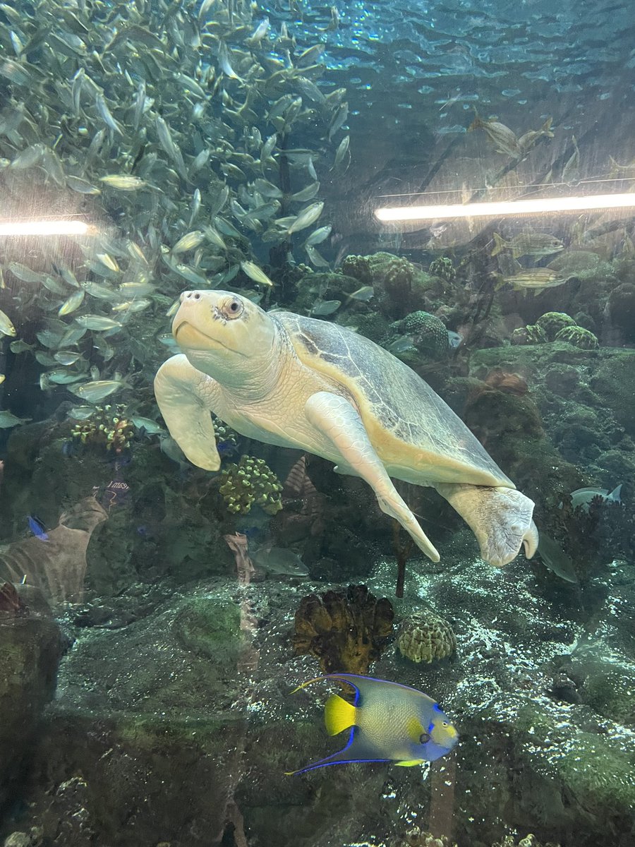 b_collar7's tweet photo. Expedition: Sleep at the @floridaaquarium ✅@HCPSlomax Panthers had an amazing time last night getting a behind the scenes look at marine life and investigating the anatomy of a squid! 🐠🐢 https://t.co/FXm2bZ9D4i