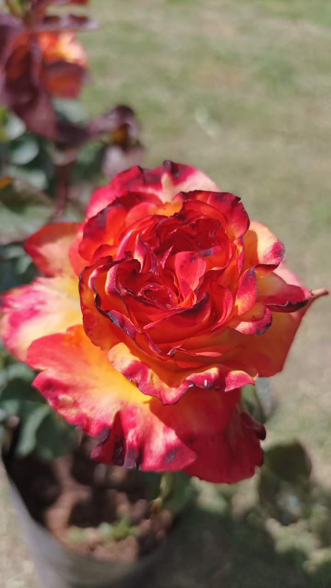 ViveroArtemisa's tweet photo. ROSA FUEGO . UNA BELLEZA!!!! SEGUIMOS CON LA PROMO 1 POR $350 O DOS POR $600 . VIVERO ARTEMISA 091250005
#tierra #margaritas #Humus #dimorfotecas #viveroartemisa #vivero #rosas #rosales #minirosa https://t.co/4JIaoTD94c