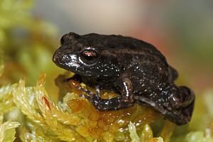 todays frog of the day is the klein drakenstein moss frog! it can be found in south africa! its dark in colour with short limbs and a shiny back. its main call is a 'chirp' and its second call is a 'chuckle' which is more composed and squeaky. it can grow to 1.5cm in length!
