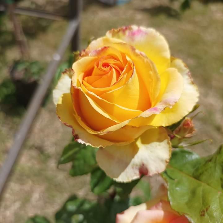 ViveroArtemisa's tweet photo. Otra de las más delicadas . VIVERO ARTEMISA. 091250005
#tierra #margaritas #Humus #dimorfotecas #viveroartemisa #vivero #rosas #rosales #minirosa https://t.co/FTHNb7Vj2Y
