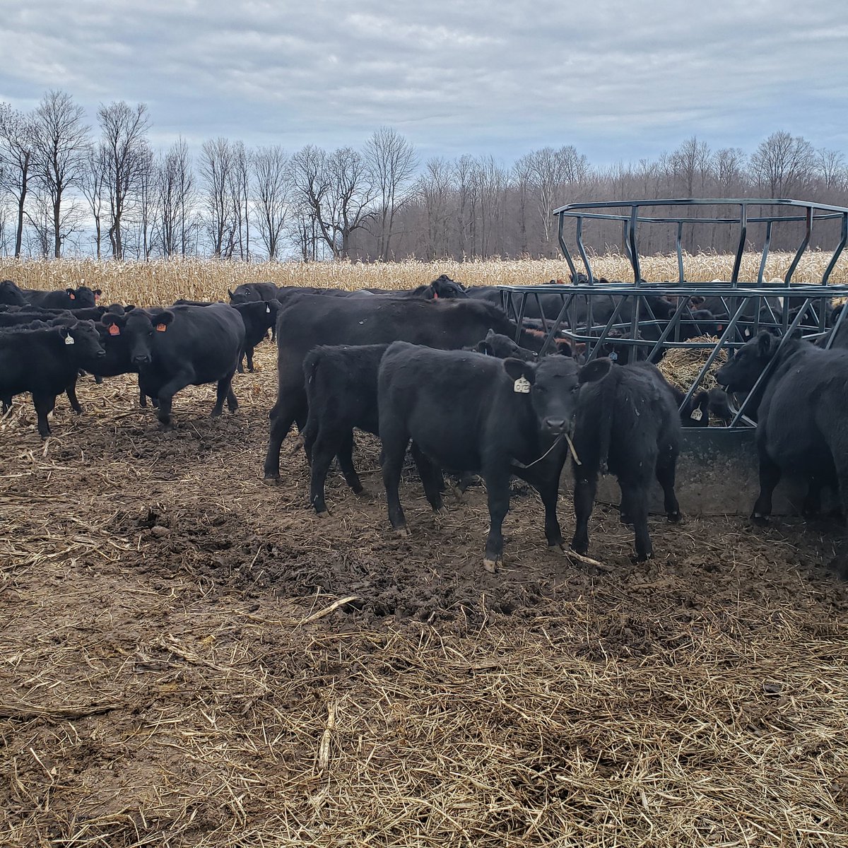 Strip grazing standing corn to get a sacrifice feeding area until corn is combined. Calves will winter with cows on corn residue.