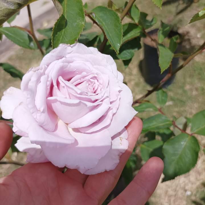 ViveroArtemisa's tweet photo. LA ROSA LILA ,ES UNICA!!ACA EN VIVERO ARTEMISA TENES LA MEJOR VARIEDAD DE COLORES....Y ADEMÁS LA PROMO UNO POR $350 O DOS POR $600. 091250005. Roger Ballet 328. Colonia del Sacramento.
#viveroartemisa #vivero #tierra #Humus #rosas #rosales #minirosa #margaritas #dimorfotecas https://t.co/D2Qdnjdxv3