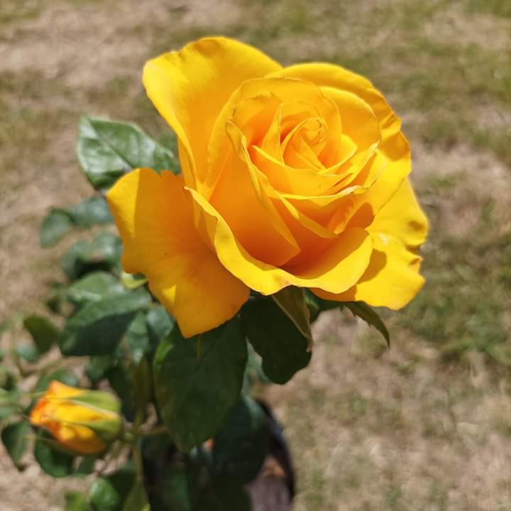 ViveroArtemisa's tweet photo. UNA DE LAS MAS HERMOSAS. DE PETALOS APRETADOS Y MUY DURADERA .VIVERO ARTEMISA. PROMO ROSALES 1 POR $350 O DOS POR $600
#tierra #margaritas #Humus #dimorfotecas #viveroartemisa #vivero #rosas #rosales #minirosa https://t.co/hpVepQfgV5