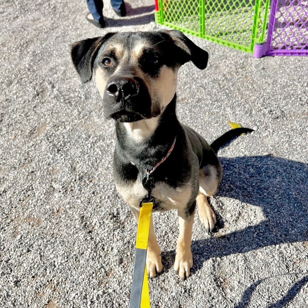 Prince Loki has been with us nearly a full year 💔 He is an absolute dream and just overlooked - we have no idea why. Please share him to find his forever home!!

Prince Loki is a total cuddle bug! He is a sweet boy who will sneak in some snuggles whe… instagr.am/p/CkmKrAlPylk/