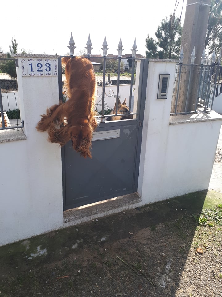 isto são as pessoas às 6 da manhã de hoje a entrar para o conti para apanhar um trampolim que nunca vao usar por 300€!! props!