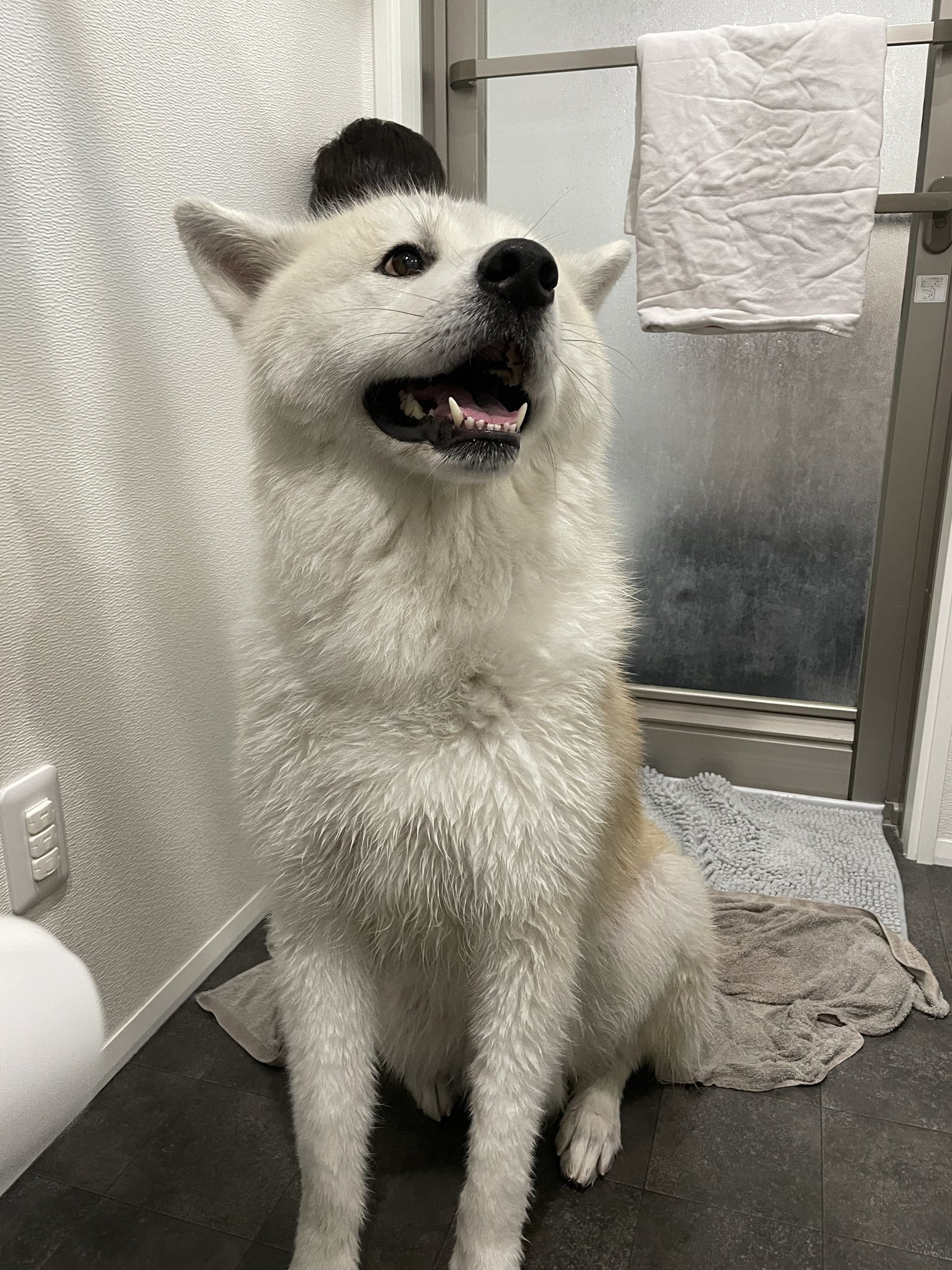 お犬太郎様専用 Distrofija Rs