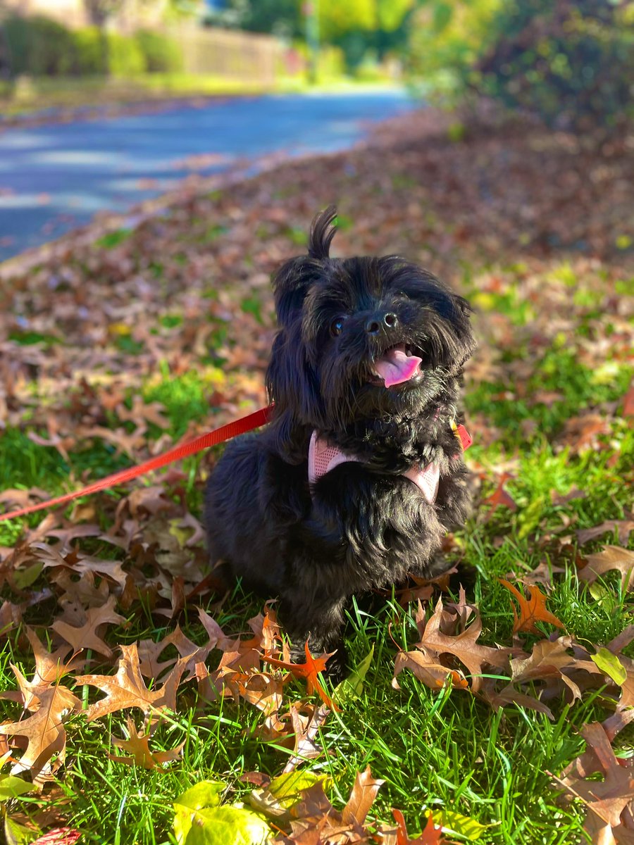 Happy Fall #dogtwitter . We love the leaves.
#Yorkshire 
#dog
#puppy 
#dog
#cute