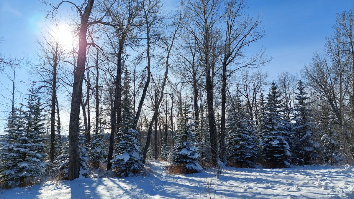 sitskishona's tweet photo. Snowy walk after training to explore the new locale......because it would be a shame to waste such a beautiful afternoon indoors!

#winterwalks #nofilterneeded #athletelife https://t.co/vZc9h3AYrF