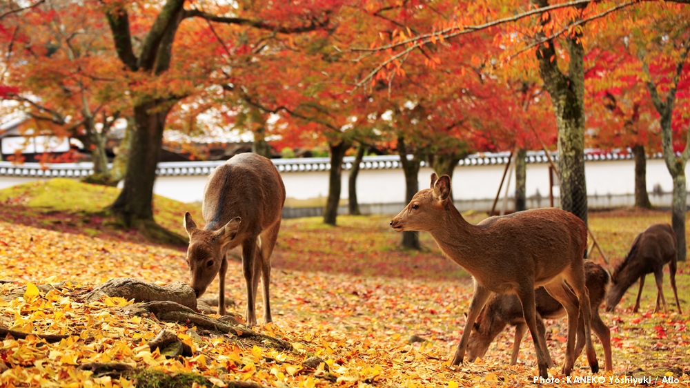 #PhotosOfTheMonth: November sees Japan’s parks, temples and shrines awash in colorful autumn leaves.🍂 #Kyoto Pref. temples like Rurikoin and Eikando Zenrin-ji are known for fall foliage, while #Nara Pref.'s Nara Park and Tanzan Jinja Shrine both captivate.
