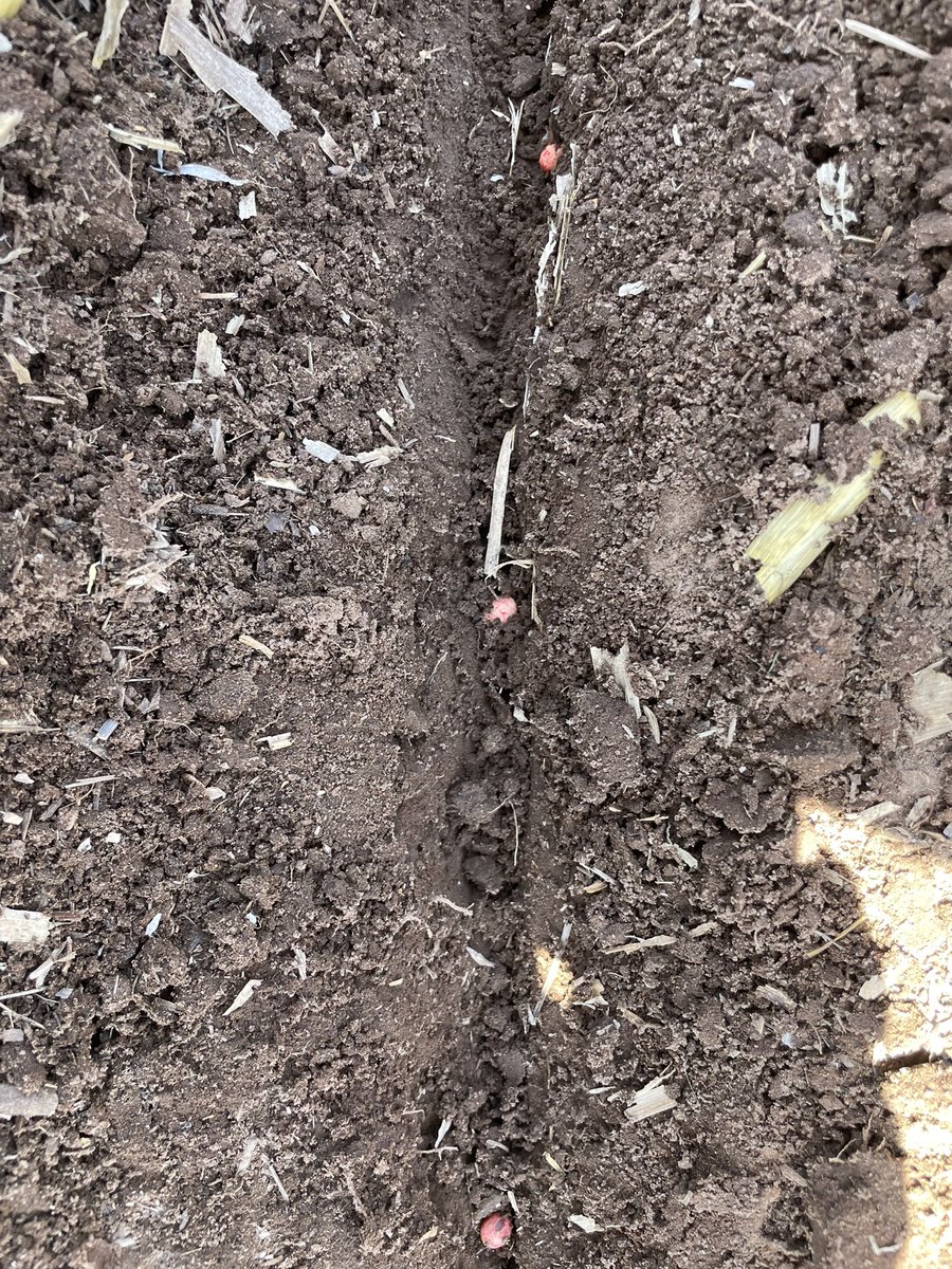 RuBisCo_Agro's tweet photo. Sur de Cordoba _ Siembra de Soja 22 23 sobre rastrojo de Trigo Maiz _ densidad variable _ muy buen corte - 9 pintas de calidad de siembra _ tenemos q ir pensando los barre rastrojos (arrancamos 10:30) https://t.co/da0aZxOkCI