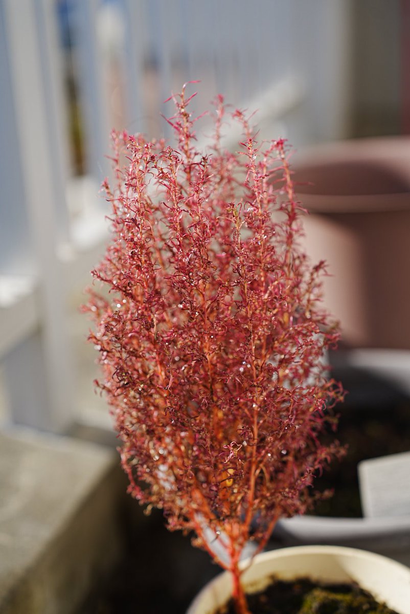 bitworks's tweet image. ベランダのコキアが紅葉しました。

#コキア
#ベランダ
#紅葉