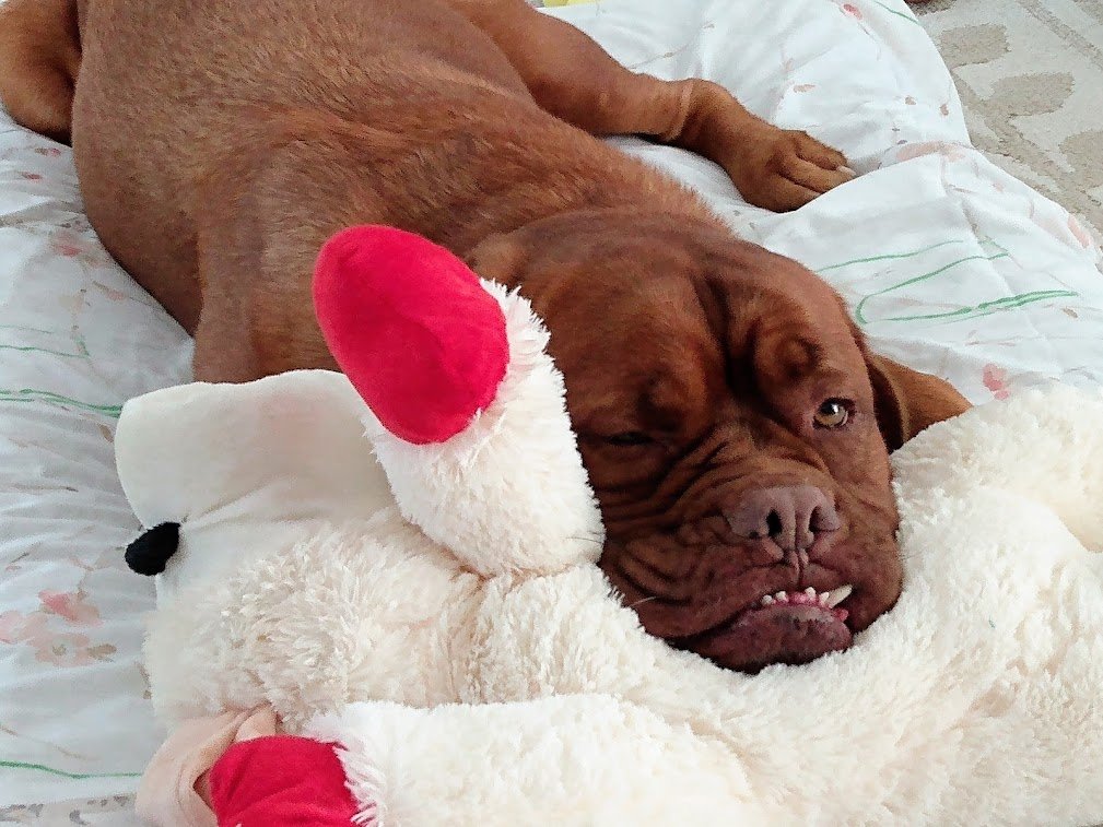 LEXI THE DOGUE tweet media