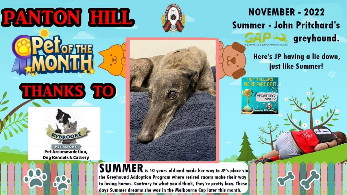 🐶PET OF THE MONTH🐱
Our Kybrooke Pet Resort star for November is JP's SUMMER a 10 year old GAP dog who now just dreams of racing in the <a href="/sandowndogs/">Sandown Greyhounds</a> Melbourne Cup. She'll happily watch our #CommunityCup runner on the 26th and maybe even bark out some pointers.
#sandownpark