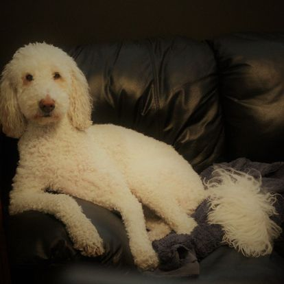 DoodleNessa's tweet photo. Overheard in the kitchen while human was consuming an extra-large brownie: 
"I wish we could set the scales back every year like the clock"
#DogsOnTwitter 
#clocksgoback 
#dogsoftwitter https://t.co/53vFwqkxTO