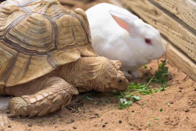 おはようございます！
ウサギ🐇と亀🐢のレースが、海外で開催されているのにびっくり😳
そして理想的なレース展開(笑)  