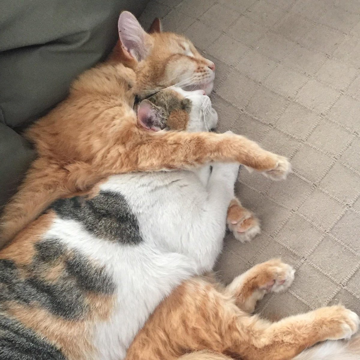 minsungsource's tweet image. ㅇㅇㅇㅇㅇ 꽁냥꽁냥