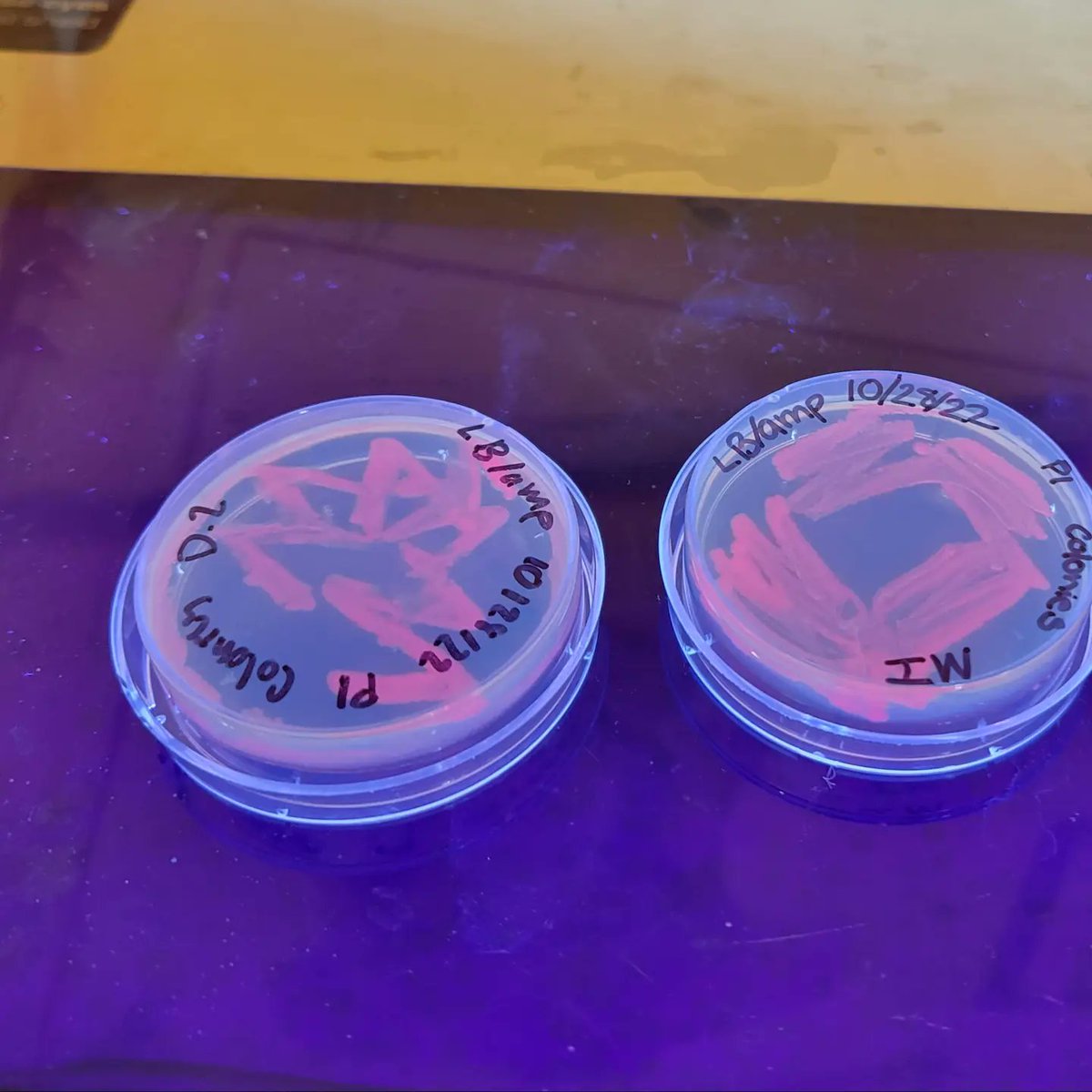 jessica_jesspc's tweet photo. Students' transformed E.coli cells #sciencebridgelabs #ScienceBridge #sciencebridgelabd_suhi @CteTeachCA @CaliforniaCTE @SUHSD_STEAM @CCR_SUHSD @SUHSD @SuhsdInduction https://t.co/wAJ4kNkTX3