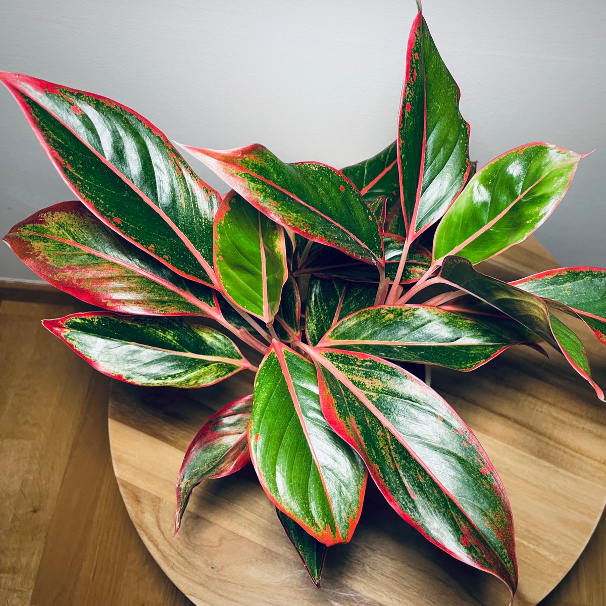 I'm still in awe of how beautiful Aglaonemas are. 🥰 #planttwitter #houseplants #houseplanthour #chineseevergreen