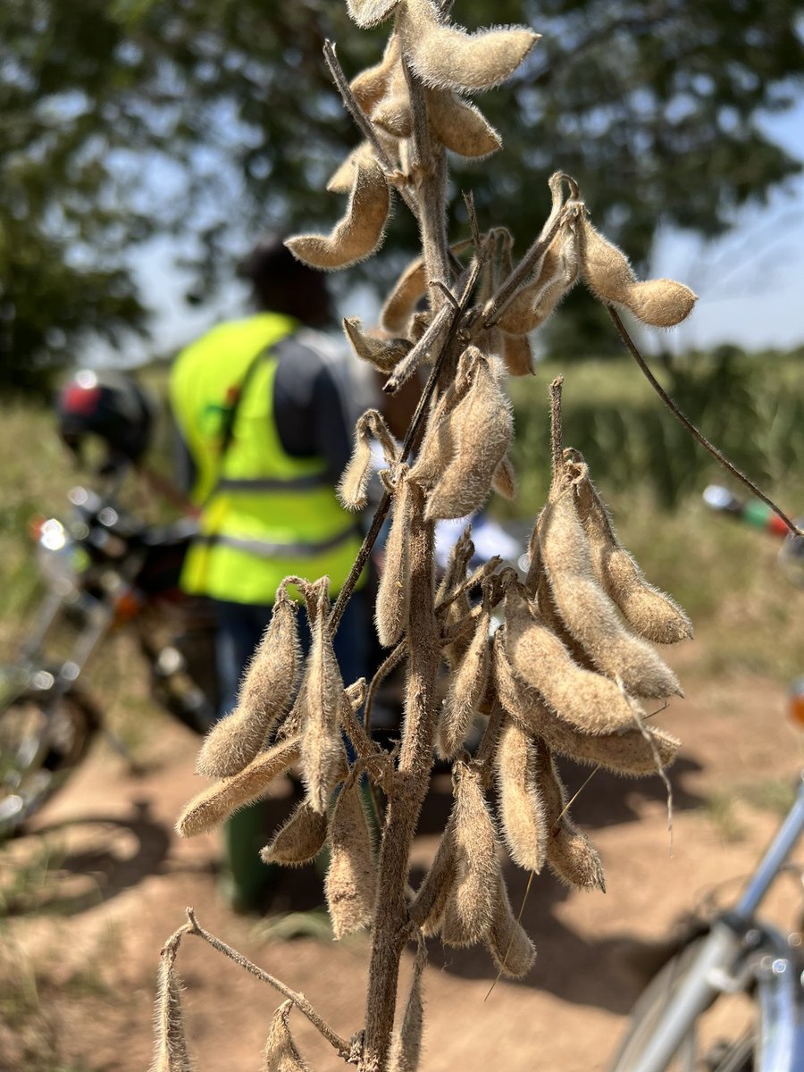 ORGE49570137's tweet photo. Le soja bien sec déjà prêt pour la récolte.  @ORGE49570137 #organic production https://t.co/niida6ORa2