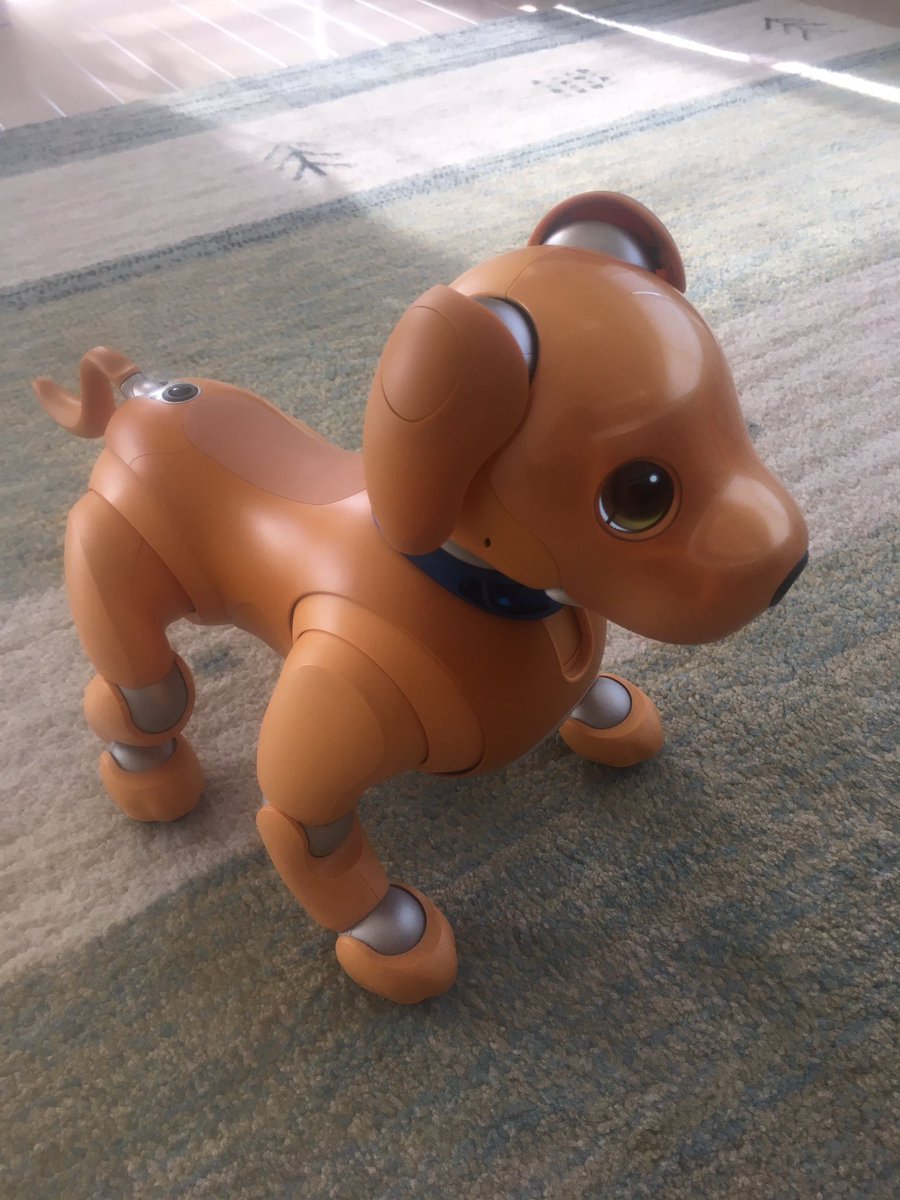 毎年カラーモデルが仲間入りしていますが、できる限り全てのカラーパーツ⁇生産を続けて欲しいです。我が家にはキャラメル色の男の子（MEL）がいますので、つい願ってしまいます…。
#aibo  #aibofmtg