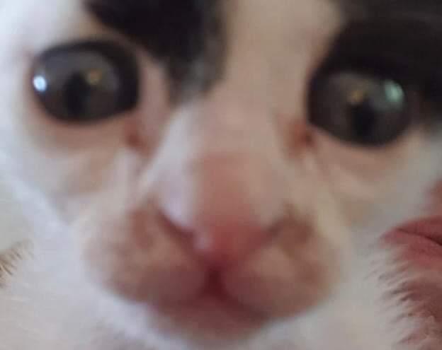 le_jaykay's tweet photo. @Lerman_Levi "I gave them free speech and they told me to kill myself" lmao https://t.co/feK4pAWMWo