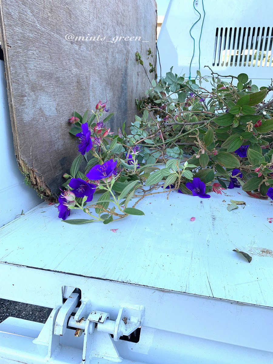 mints_green_'s tweet photo. こんにちは♪

私は植木屋さんなので仕方ないのですが、やはり綺麗に咲いてる花を
切り捨てるのは忍びないです🥲🥲🥲

＃植木屋
＃花 https://t.co/d0nGgczhWB