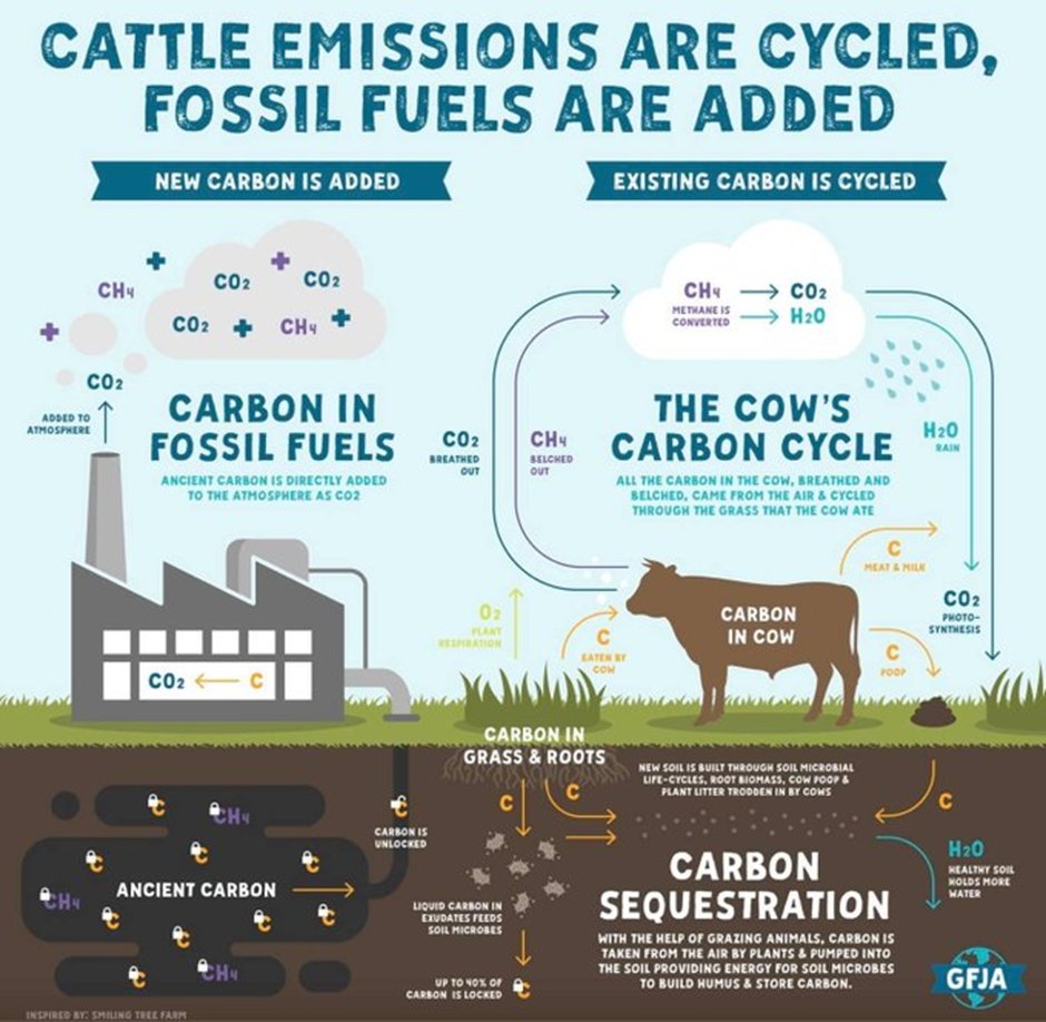 MichaelS_Guerin's tweet photo. The environmental benefits of Cattle explained.  The current approach of countries such as New Zealand to Methane is nonsensical.  @AgForceQLD  Australia has a powerful opportunity.  Trick is a strong collaborative approach with Govt &amp; community. https://t.co/uETEswqfcX