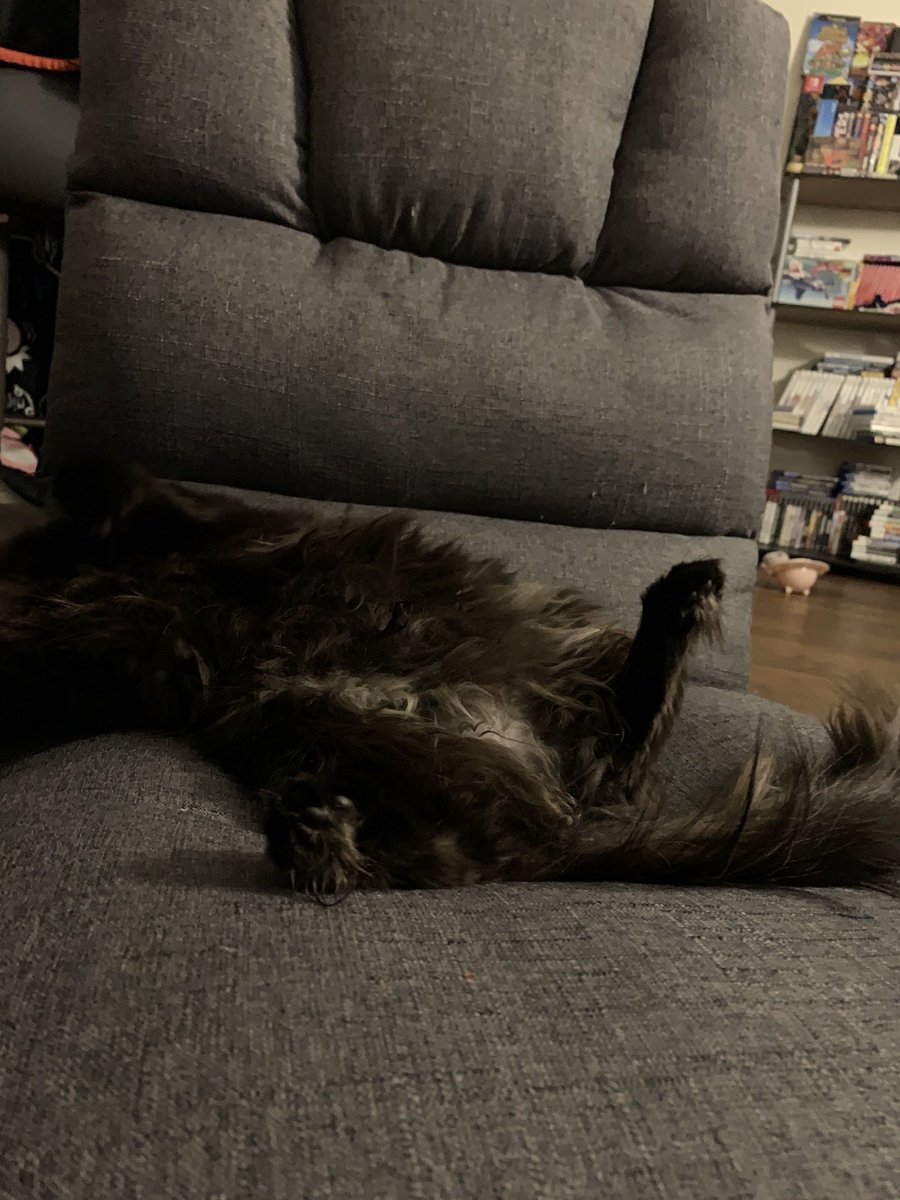josho_saunders's tweet photo. belly cat #helpmeup https://t.co/Oo2pPI5WPL