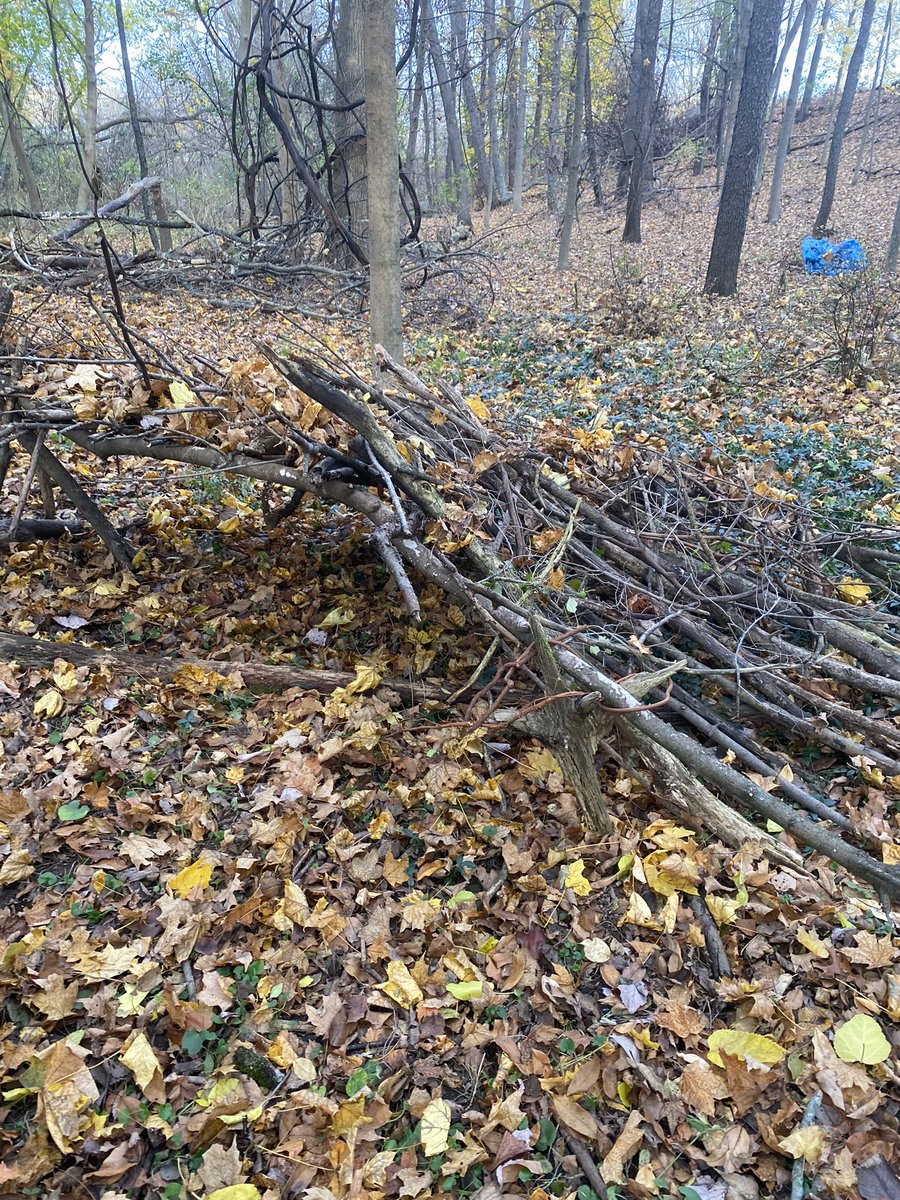 Miss_French_'s tweet photo. Day one of shelter building happened on Friday! Which group do you think is most likely to survive? https://t.co/hf2MxltxHk