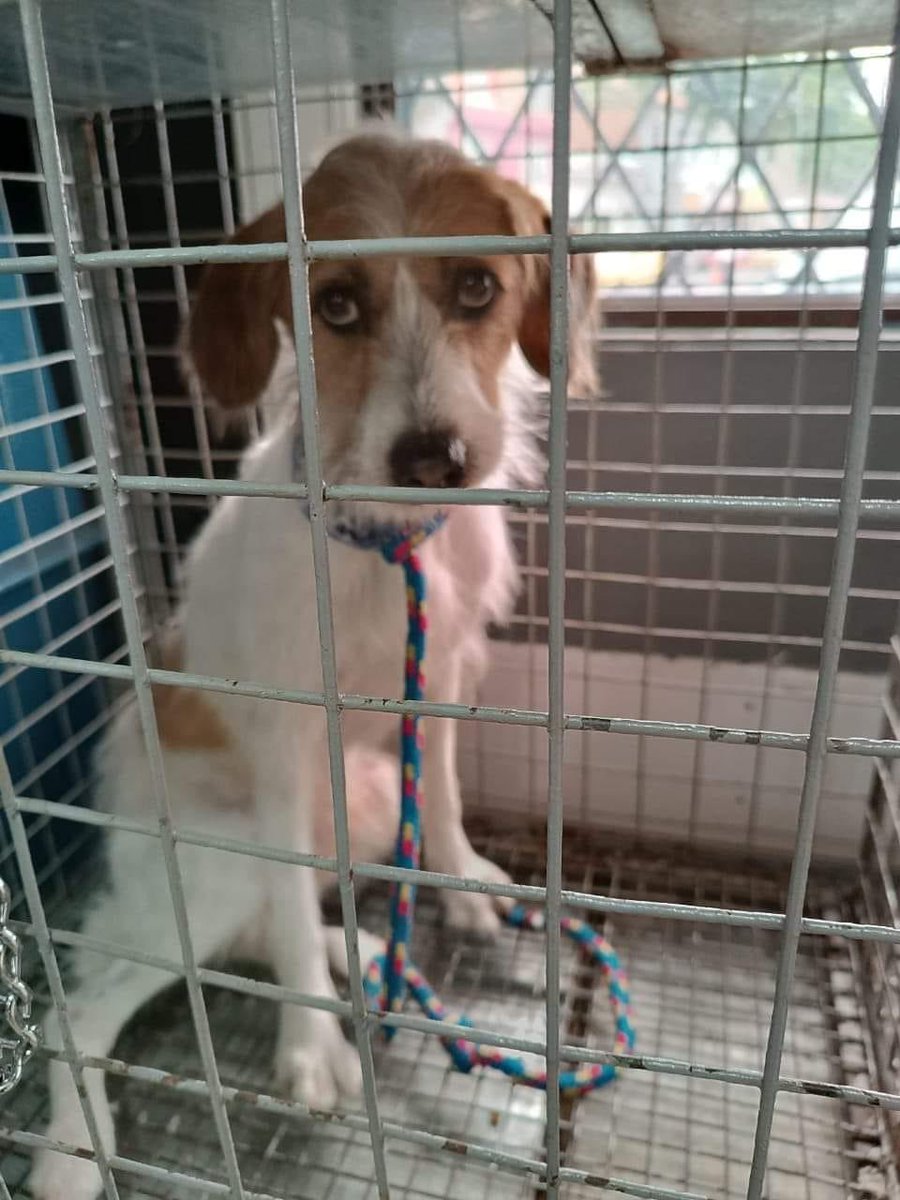 MISERABLES 

Este perrito lo abandonaron en una peluqueria canina El dia de ayer, pidieron El servicio y no volvieron por El 💔 El perrito ESTA muy triste y no ha querido comer, por favor alguien que quiera brindarle un hogar amoroso donde nunca lo abandonen 😩🙏🙏3107324194