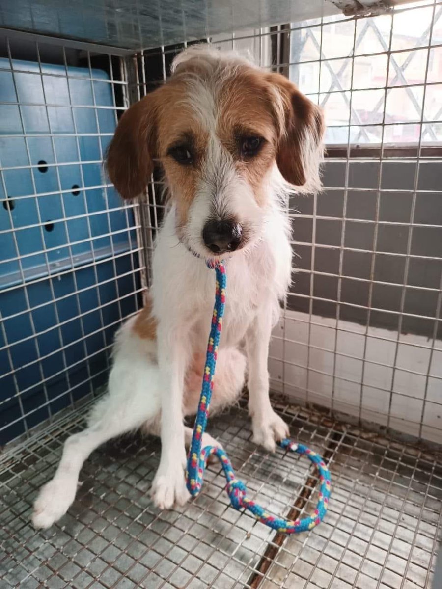 Camilo Chará Guevara tweet media