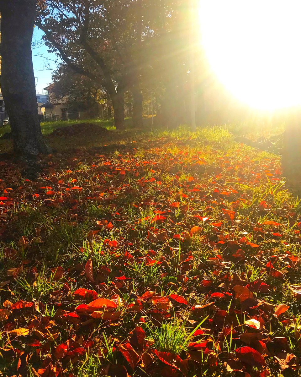 38sun3's tweet photo. おはようございます☀
今日は町内のお掃除…落ち葉が綺麗🍂🍂🍂 https://t.co/23RyGpyJF7