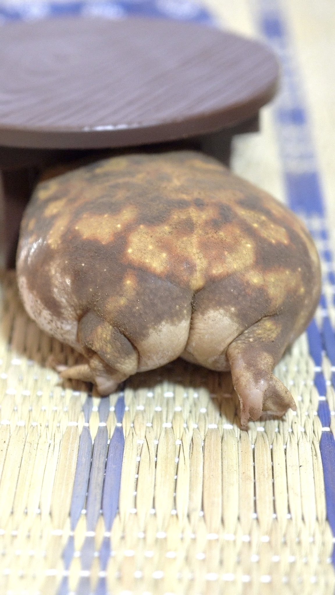 アメフクラガエル